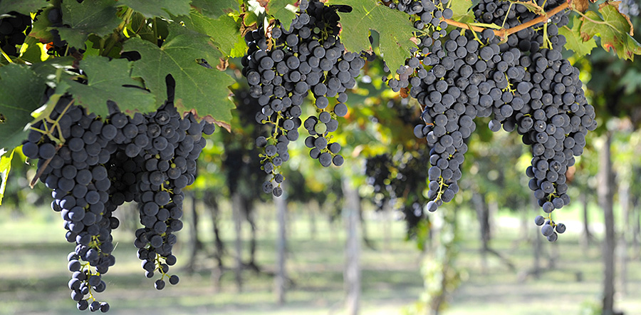 hrozno lambrusco hrozno lambrusco