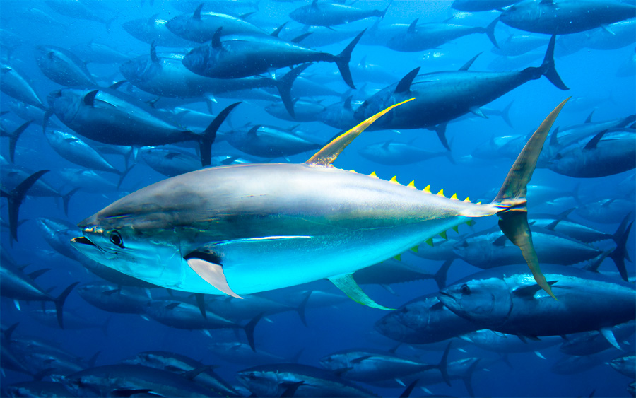 Thunnus Albacares