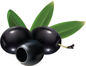 Čierna oliva