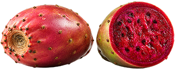 opuncia