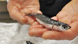 Sardela Sardela