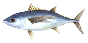 Thunnus alalunga